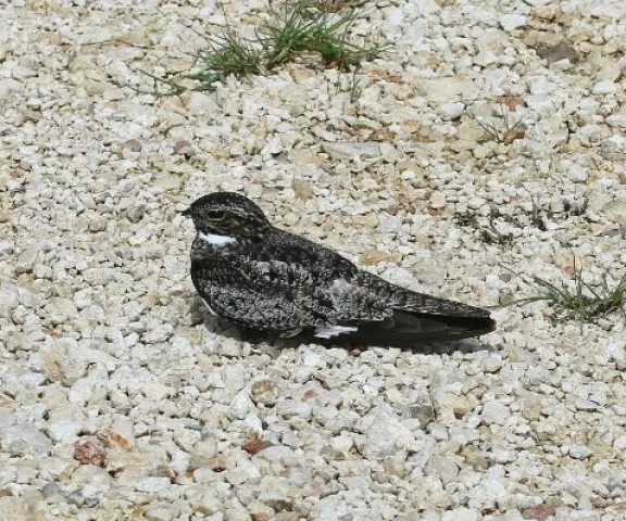 Common Nighthawk