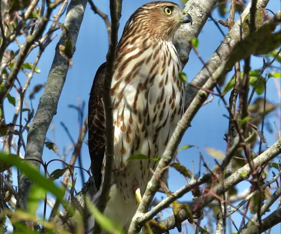 Cooper's Hawk - Photo by Van Remsen