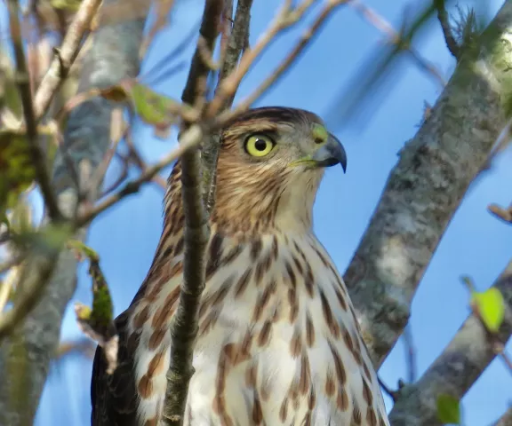 Cooper's Hawk - Photo by Van Remsen