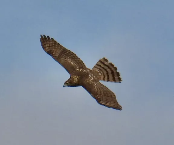 Cooper's Hawk - Photo by Van Remsen