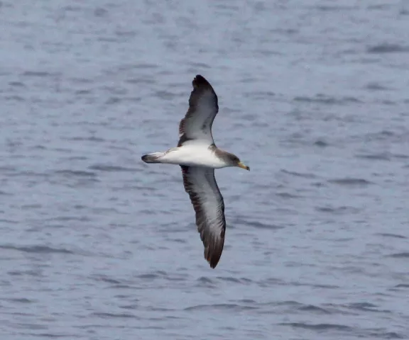 Cory's Shearwater - Photo by Oscar Johnson