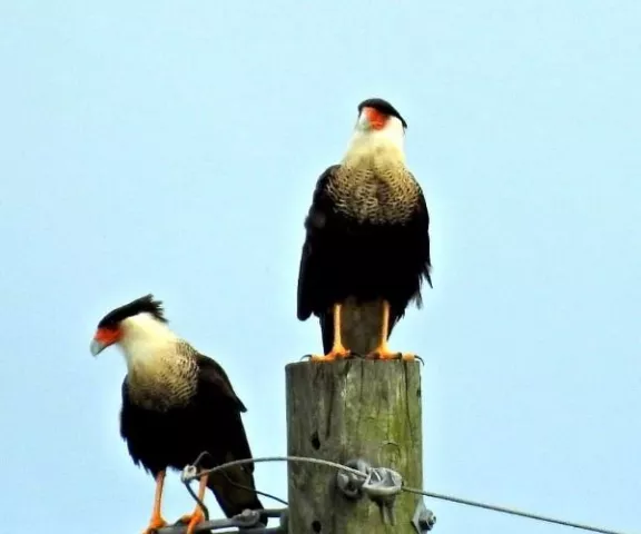 Crested Caracara - Photo by Kirsten Livingston