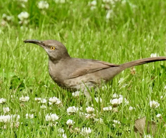 Curve-billed Thrasher - Photo by Van Remsen