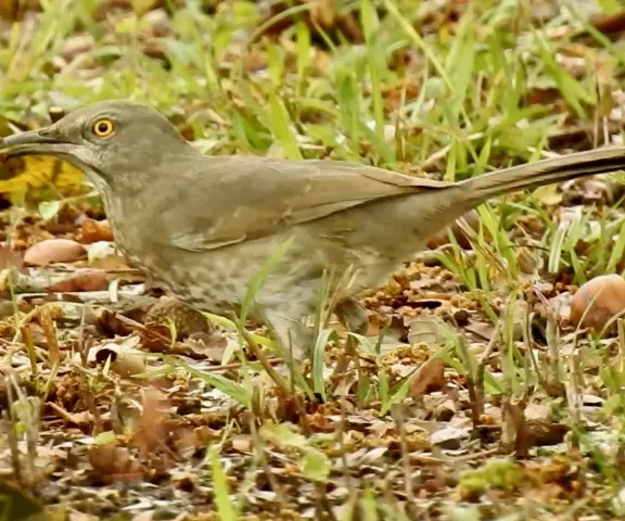 Curve-billed Thrasher - Photo by Van Remsen