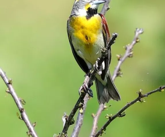 Dickcissel - Photo by Jeff Trahan