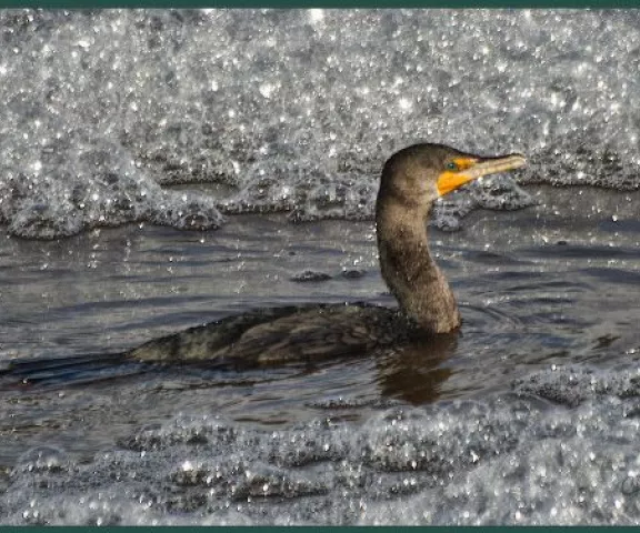 Double-crested Cormorant - Photo by Charles Paxton