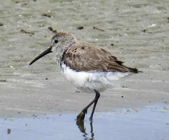 Dunlin - Photo by Van Remsen