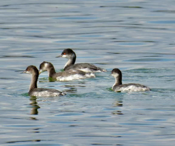 Eared Grebe - Photo by Van Remsen