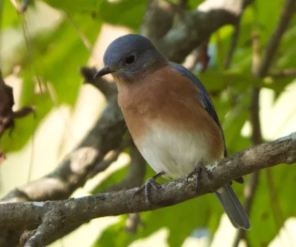 Eastern Bluebird - Photo by Charles Paxton