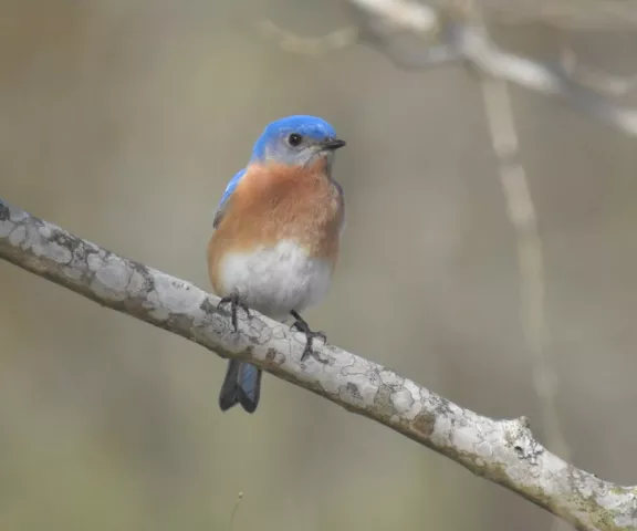 Eastern Bluebird - Photo by Daniel Goyer