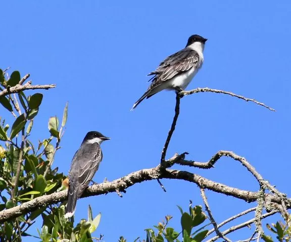 Eastern Kingbird