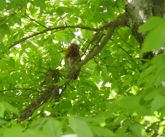 Eastern Screech-Owl