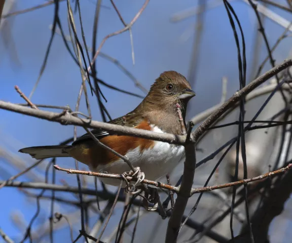 Eastern Towhee - Photo by Cyndy Hardaker