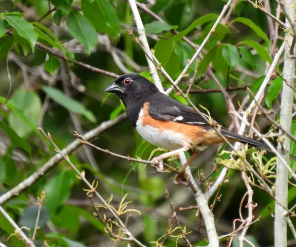 Eastern Towhee - Photo by Jane Patterson