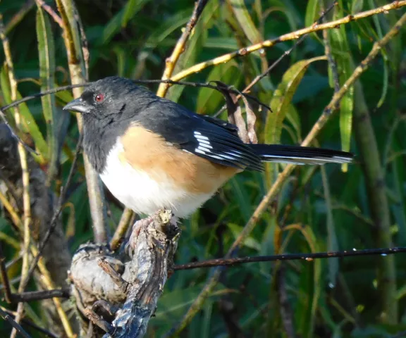 Eastern Towhee - Photo by Kathy Rhodes