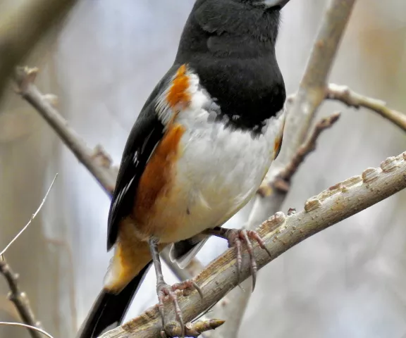 Eastern Towhee - Photo by Van Remsen