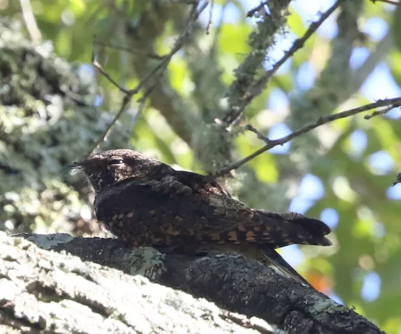 Eastern Whip-poor-will - Photo by Joan Garvey