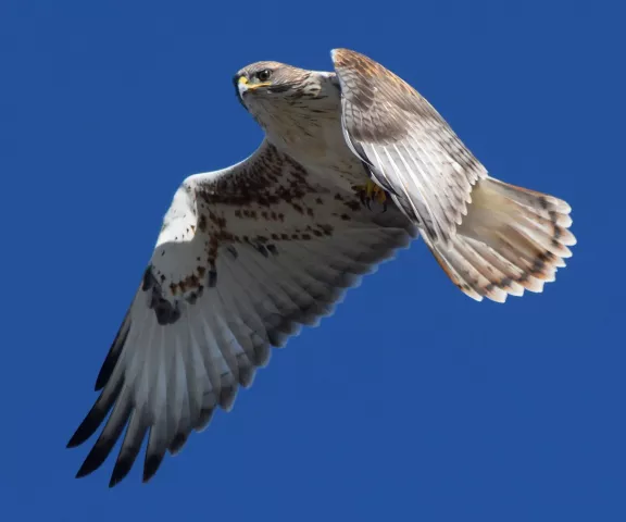 Ferruginous Hawk - Photo by Paul Conover