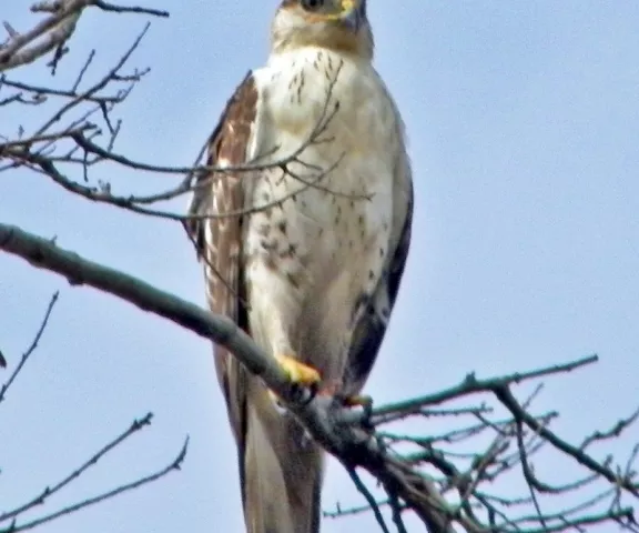 Ferruginous Hawk - Photo by James W. Beck