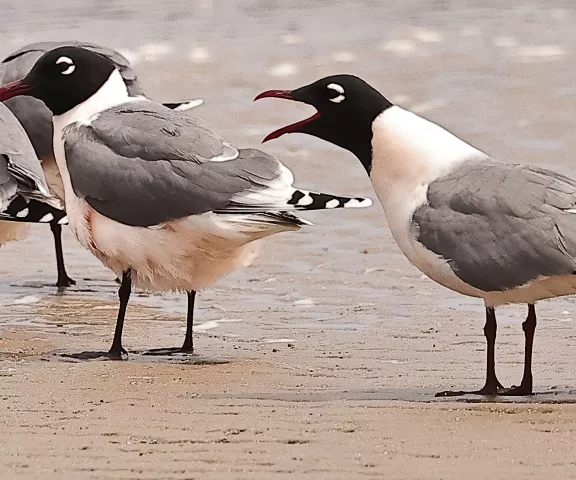 Franklin's Gull - Photo by Joan Garvey