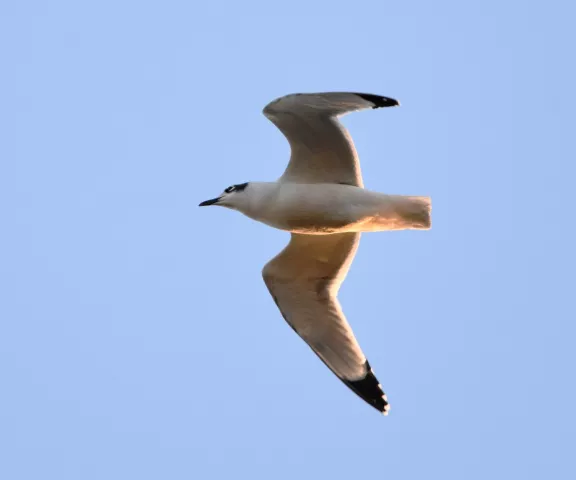 Franklin's Gull - Photo by Erik Johnson