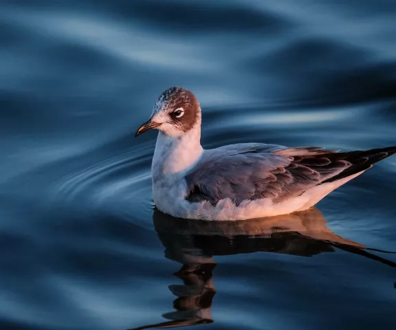 Franklin's Gull - Photo by James Smithers