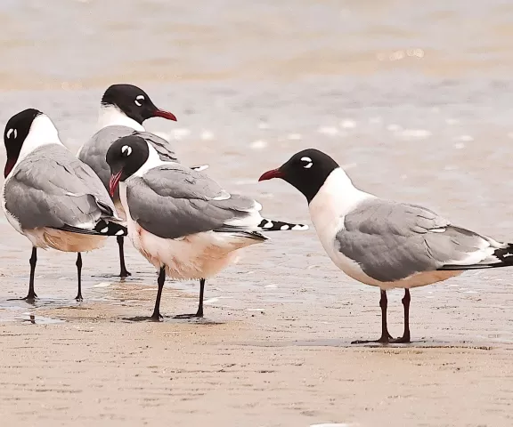 Franklin's Gull - Photo by Joan Garvey