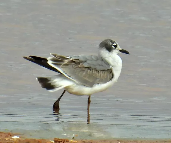 Franklin's Gull - Photo by Van Remsen