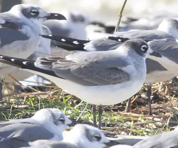 Franklin's Gull - Photo by William Matthews