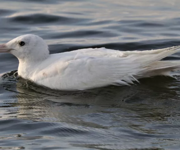 Glaucous Gull - Photo by Matt Conn