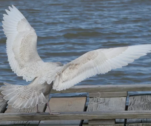 Glaucous Gull - Photo by Paul Conover