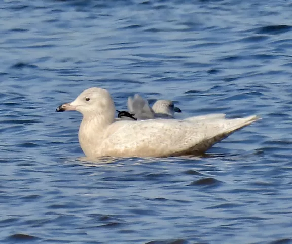 Glaucous Gull - Photo by Van Remsen