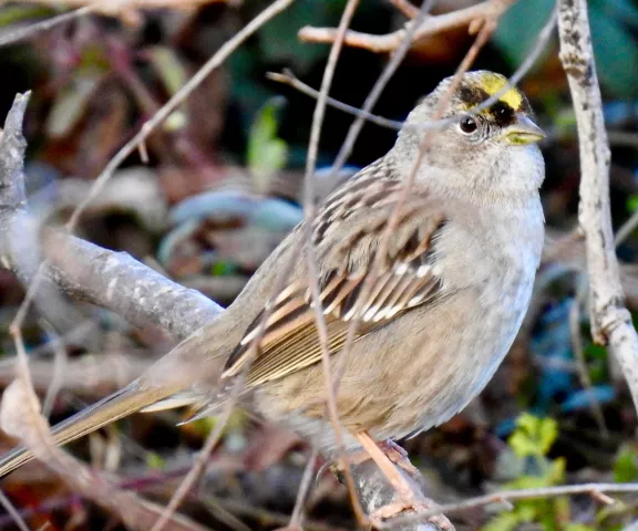 Golden-crowned Sparrow - Photo by Van Remsen