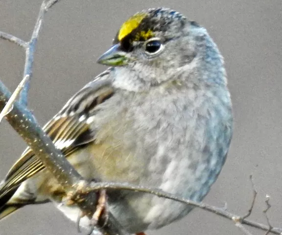 Golden-crowned Sparrow - Photo by Van Remsen