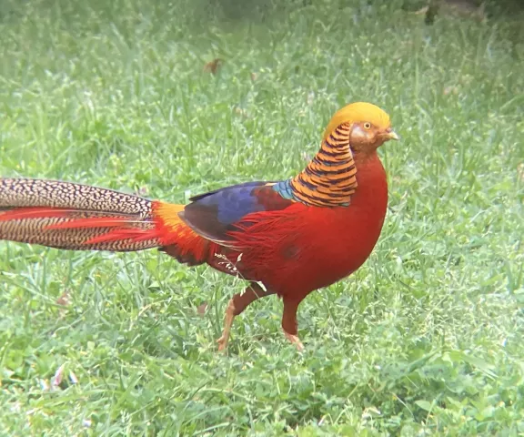 Golden Pheasant - Photo by Marc Owen Weller