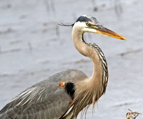 Great Blue Heron - Photo by Jeff Trahan