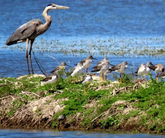 Great Blue Heron - Photo by Vicki Sensat