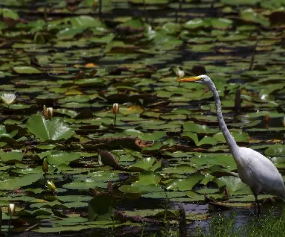 Great Egret - Photo by Charles Paxton