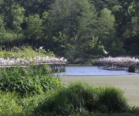 Great Egret