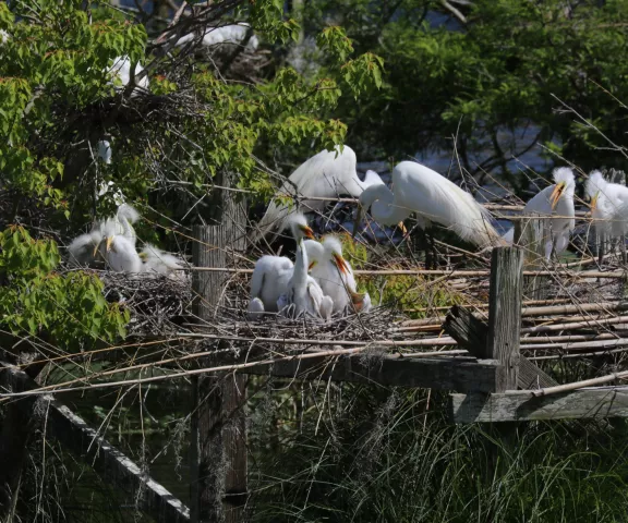 Great Egret