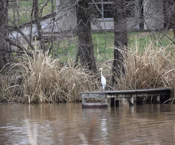 Great Egret