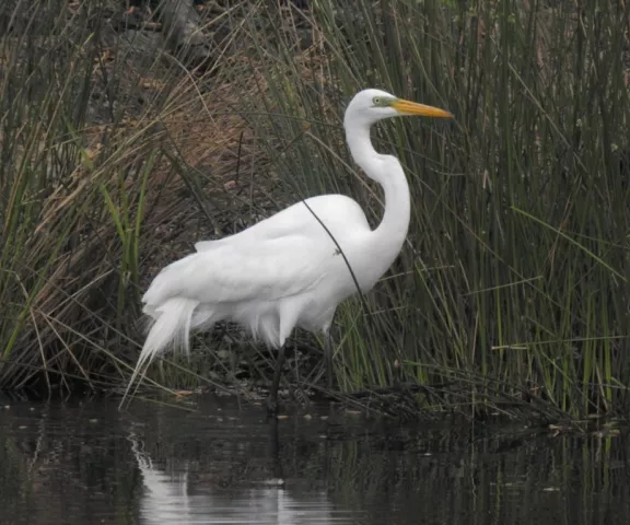 Great Egret - Photo by Daniel Goyer