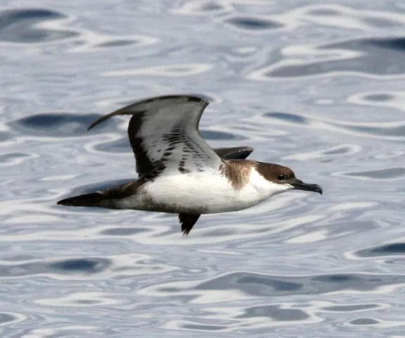 Great Shearwater - Photo by Van Remsen