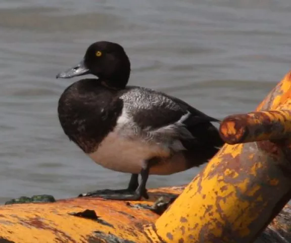 Greater Scaup