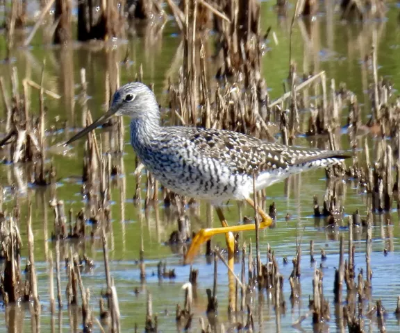 Greater Yellowlegs - Photo by Van Remsen