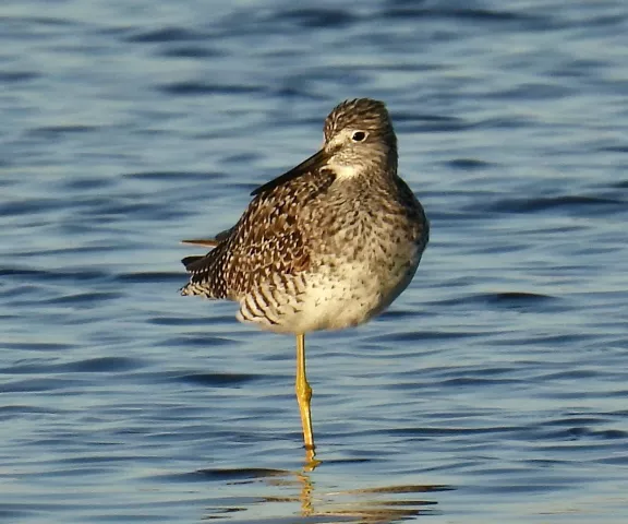 Greater Yellowlegs - Photo by Van Remsen