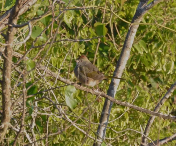 Green-tailed Towhee - Photo by Matt Conn