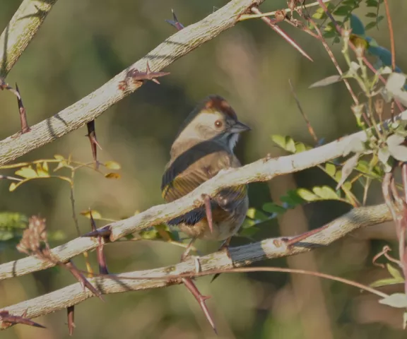 Green-tailed Towhee - Photo by Matt Conn