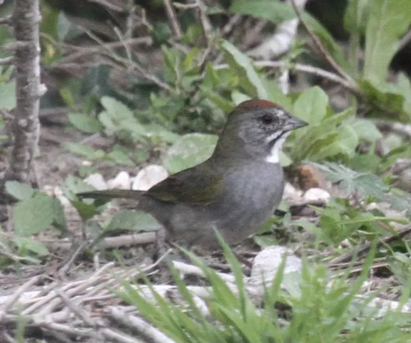 Green-tailed Towhee - Photo by William Matthews