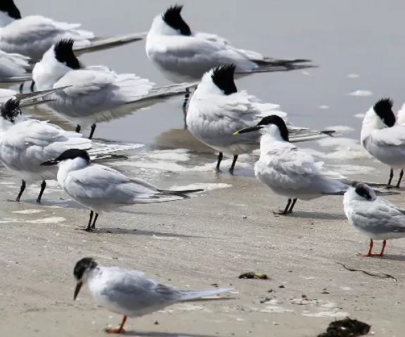 Gull-billed Tern